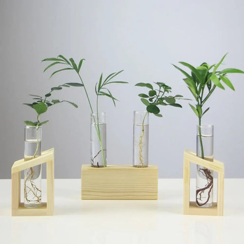Hydroponic Plant Glass Vase